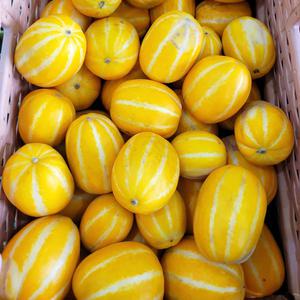 성주 꿀 참외 당도선별 5kg