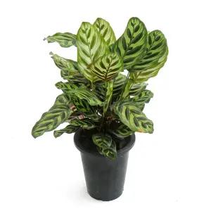 칼라데아 마코야나(중품)