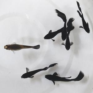 [신세계수족관] 풀 블랙 구피 1마리