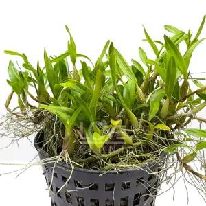 디네마(중품) 난 석곡 착생란 서양난 서양란 바닐라 향 난초 꽃 화분 식물 키우기