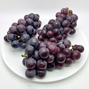 영동 겨울포도 세레단포도 세르단포도 1kg 2kg 국내산