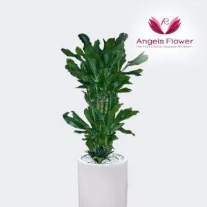 [엔젤스플라워] 황금죽 중형 관엽식물 공기정화 전국 꽃배달서비스