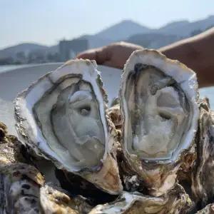 통영 하프쉘 반탈각굴 1단(25미 내외) 석화