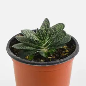 자보 소형 미니 다육이 희귀식물 반려식물 모종