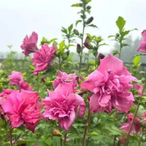 장미무궁화 삽목2년 특묘 겹꽃 무궁화나무 묘목 분홍빛 여름꽃나무 정원조경수 (목하원예조경)