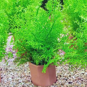 아메리칸 워터스프라이트 포트수초 어항 수족관