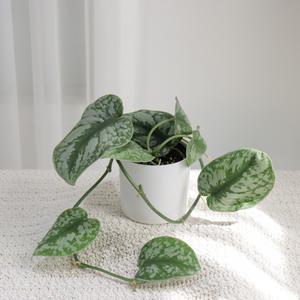 엔젤 스킨답서스