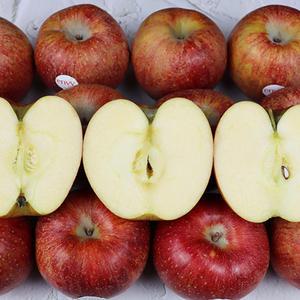 국내산 프리미엄 엔비사과 5kg 10kg 고당도 앰비사과 정품