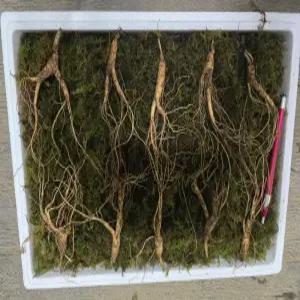 천생삼 산양산삼 6년근 특대자 파지삼 10뿌리 산삼 산양삼 장뇌삼