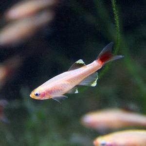 나나아쿠아 열대어 골든 백운산 10마리