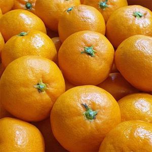 15~19브릭스 오도리 꽃 귤 3kg 2S소과