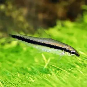 티아쿠아 열대어 시아미즈 알지이터 2마리 청소물고기 관상어