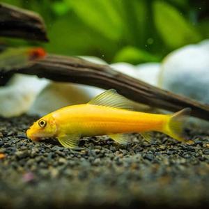 나나아쿠아 열대어 골든 알지이터 2마리 청소물고기 이끼제거