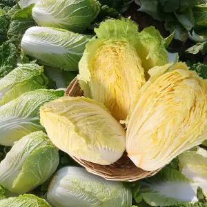 [친환경팔도]베타 미니 배추 5kg(4-7포기내외)