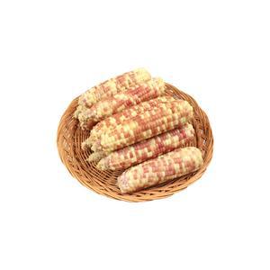 [푸드조아] 수입산 냉동 찰옥수수 홍찰 16-18cm 10개~25개