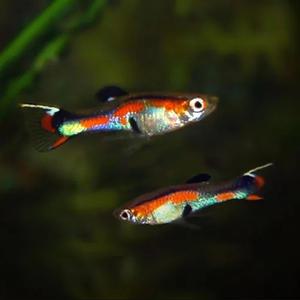 [힘찬열대어] 엔들러스 더블소드 구피 2쌍