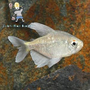 [힘찬열대어] 다이아몬드 테트라 4마리