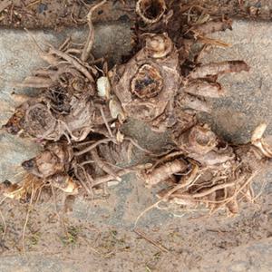 독활 땅두릅모종(중)(3년생 종근모종 ) 20개 ca254