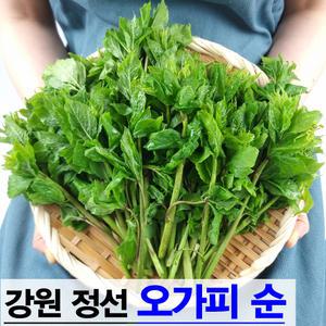 강원 정선 자연산 생 오가피순 1kg 가시오가피순 오가피 고랭지 산나물