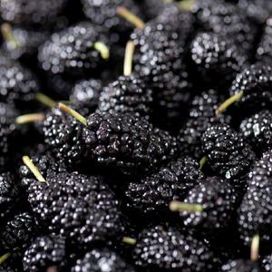 2025 햇 지리산 산청 씻어나온 버블 오디 1kg * 4팩 / 총4kg