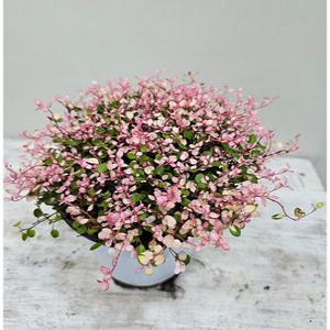 핑크브리즈(핑크트리안) 색상이 아주좋아요 중품 높이 20~30cm