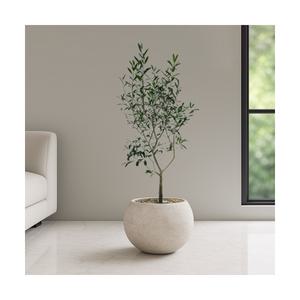 올리브나무 달항아리 공기정화식물 인테리어식물 승진화분 영전화분