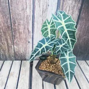 이랑 도자기 거북알로카시아 - 실내 인테리어화분 가습기 역할