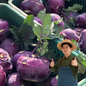 제주 프리미엄 콜라비 콜라브리 정품 랜덤과 3kg~5kg