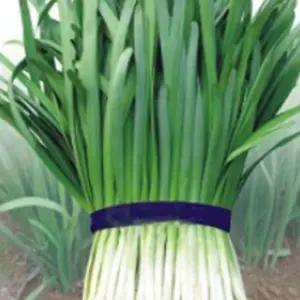 호부추 부추 셀러드 야채 채소 씨 종자 씨앗 2000립 종자판매 중국부추