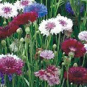 수레국화종자 꽃씨 야생화 정원 수레국화씨앗 1리터꽃종자 (WFJ780C)