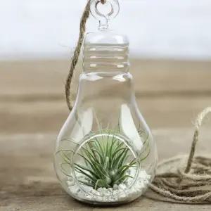 먼지먹는 식물 틸란드시아 이오난사 실내 공기 정화 공기정화식물