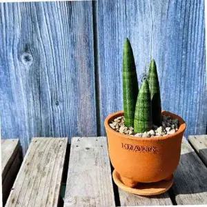 TC 이랑 토분 스투키 - 나사가 인정한 공기정화식물