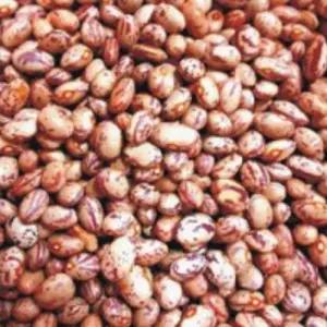 얼룩 넝쿨 강남콩 채소 씨앗 씨 종자 품종 콩 30g WA3FD0A