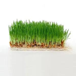 대용량 캣그라스 귀리 생화 고양이풀 WC7A306