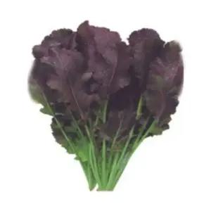 갓씨앗 2000립 김치야채씨앗 김장채소종자 갓채소씨앗 (WFKBYO3)