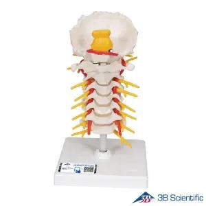 [종로의료기]3B Scientific 인체모형 골격모형 A72 경추 Cervical Spinal Column