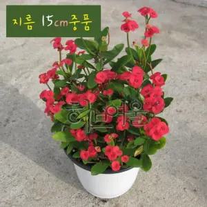 꽃기린 레드 Red 빨강 지름 15cm 중품다육화분
