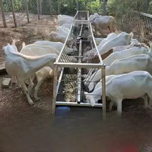 염소 먹이통 철제 스테인리스 소 목장 흑염소 농장 축사 여물통 곡물