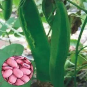 작물 5립 콩키우기세트 작두콩종자 적색작물씨앗 종자 (WFKBY5F)