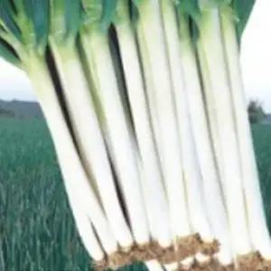 채소씨앗 식물씨 대파종자 400g 식물이식종자 400g품종씨 (WFKBY6H)