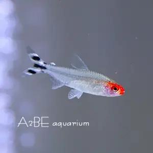 [에이투비][묶음 할인] 러미노즈 테트라 / 3cm 전후 / 10마리