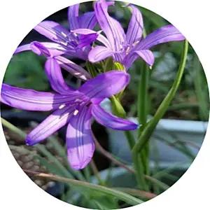 익시올리리온 타타리쿰/시베리아 백합/Ixiolirion/알뿌리화초/구근/한포기꽃/취미/화단/대량주문 내고