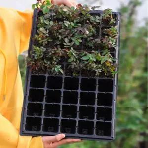 파종 트레이 포트 모종 미니팟 플분 슬릿화분 씨앗묘종 미니화분 키우기 비닐 육묘 작은