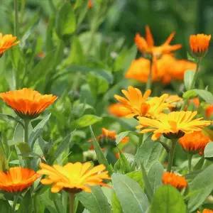 금잔화 꽃씨앗 종자 꽃씨 야생화 관상용 키우기 70립