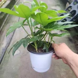 팔손이 플랜테리어 나무 실내공기정화식물 실내화분 공기정화 A06