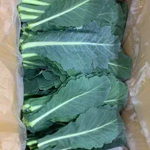 국내산 주스용 쌈채소용 케일 500g