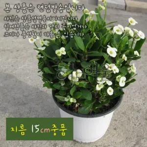 꽃기린 화이트 (white 흰색) 지름 15cm 중품다육화분