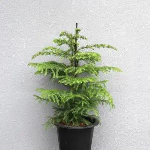 아라우카리아 대형 크리스마스 트리 인테리어 겨울 관엽식물