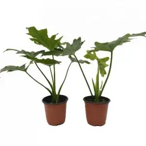 베하몰 실내 화초 1+1 호프셀렘 소품 약30cm원예장식 식물 용식물 인테리어 인테리어용