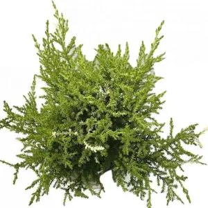 베하몰 실내 화초 눈꽃 율마 외목대 토피어리 약43cm식물장식 공기정화 식용 인테리어 인테리어용 원예